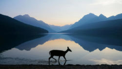 the-grace-of-wild-things-dustin-lefevre
